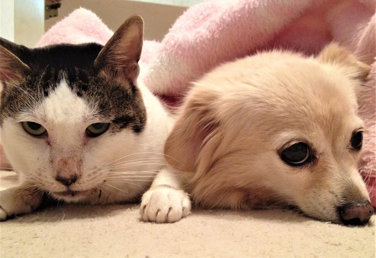 犬猫里親会のイメージ