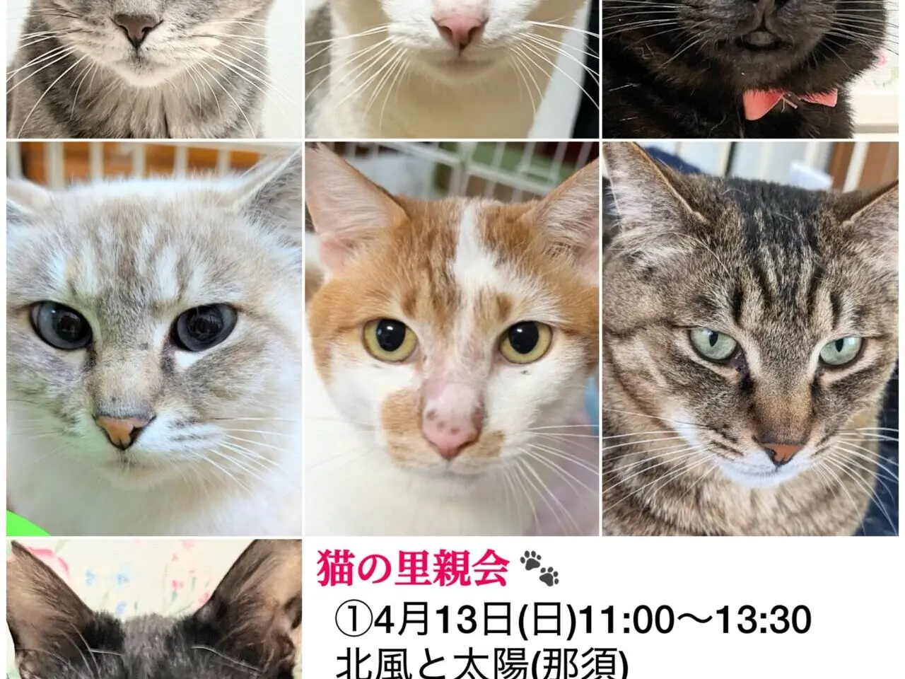 猫の里親会250413