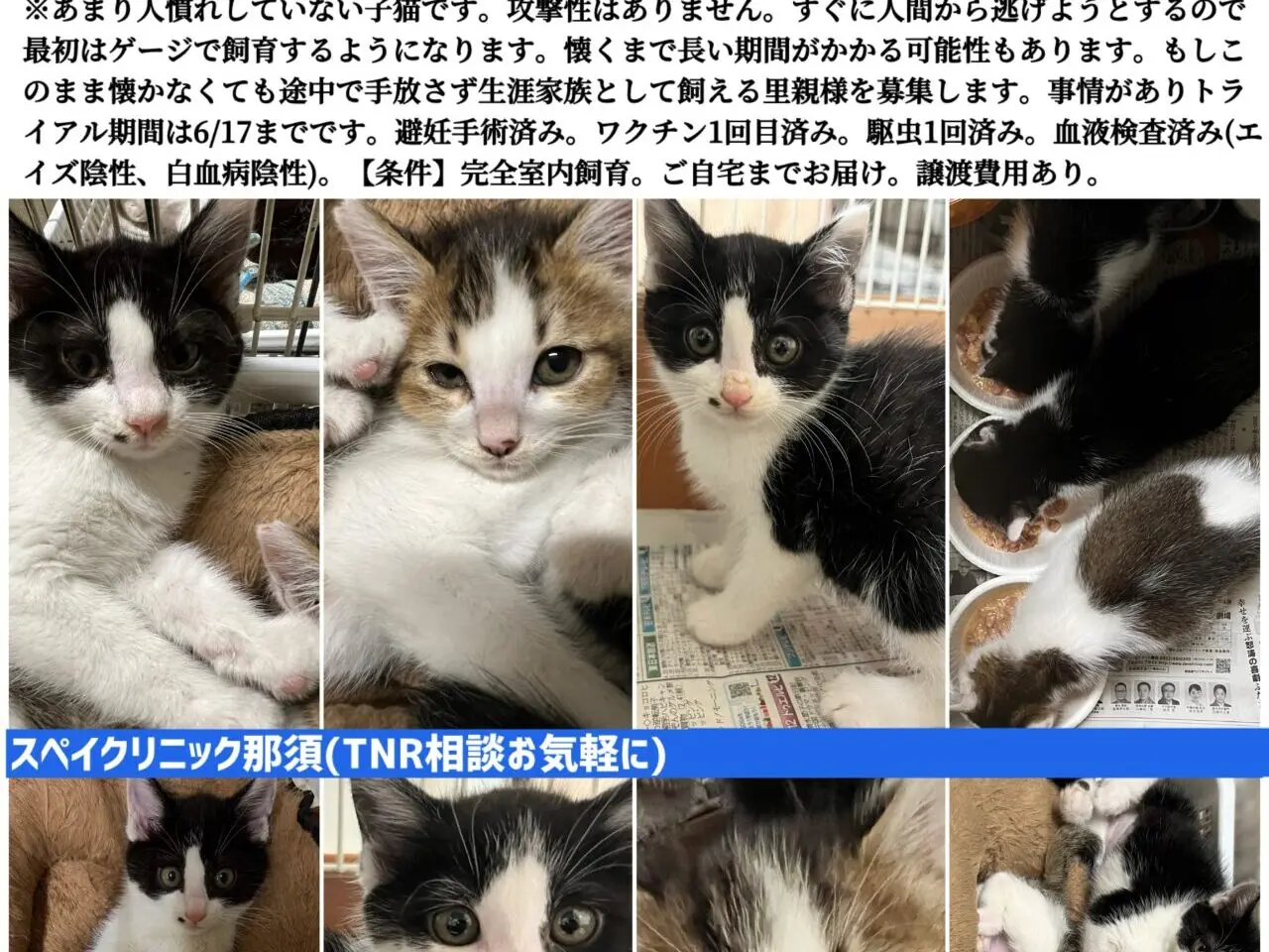緊急子猫里親会