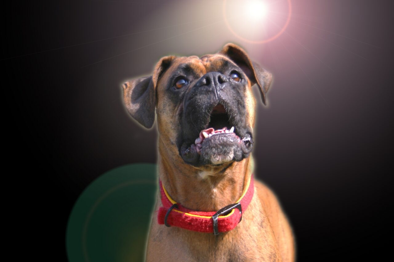 ボクサー犬のイメージ