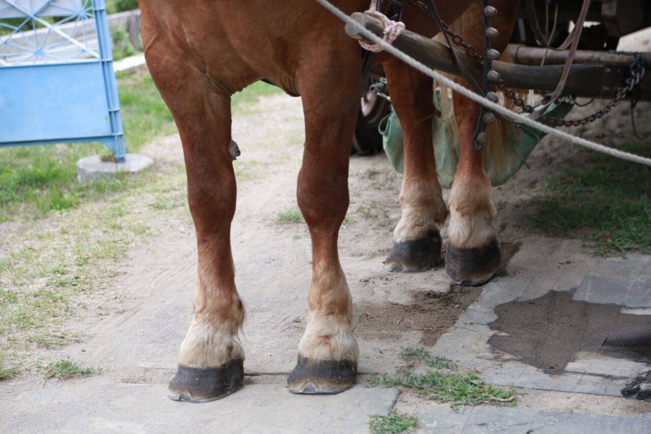 馬車の馬イメージ