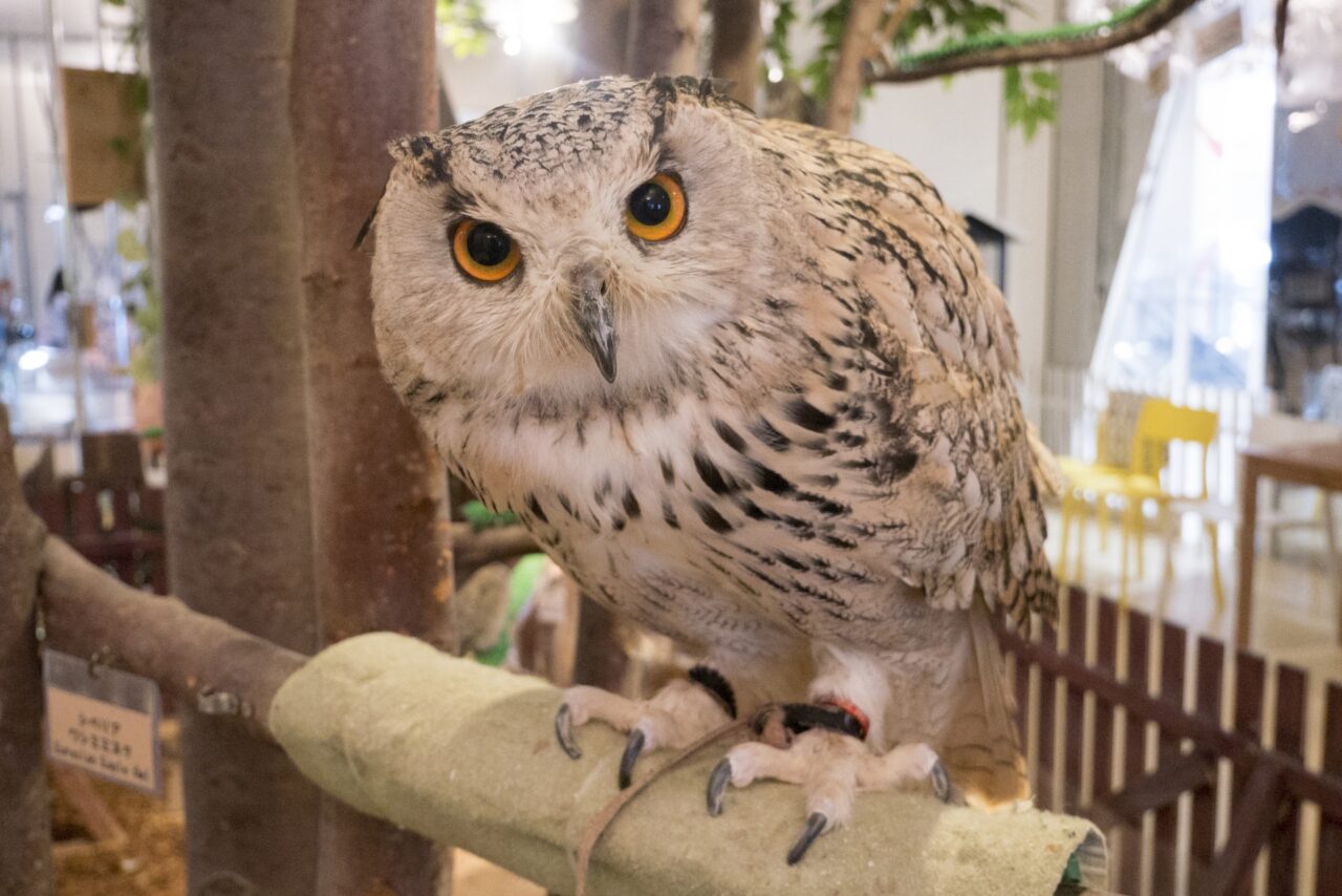 フクロウのイメージ