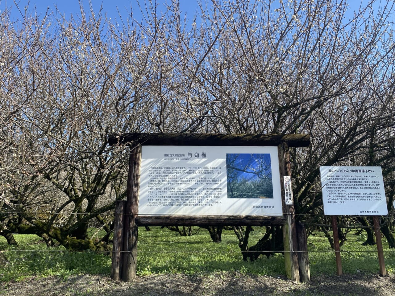 宮崎市イベント 宮崎市高岡町 月知梅うめまつり 画像3