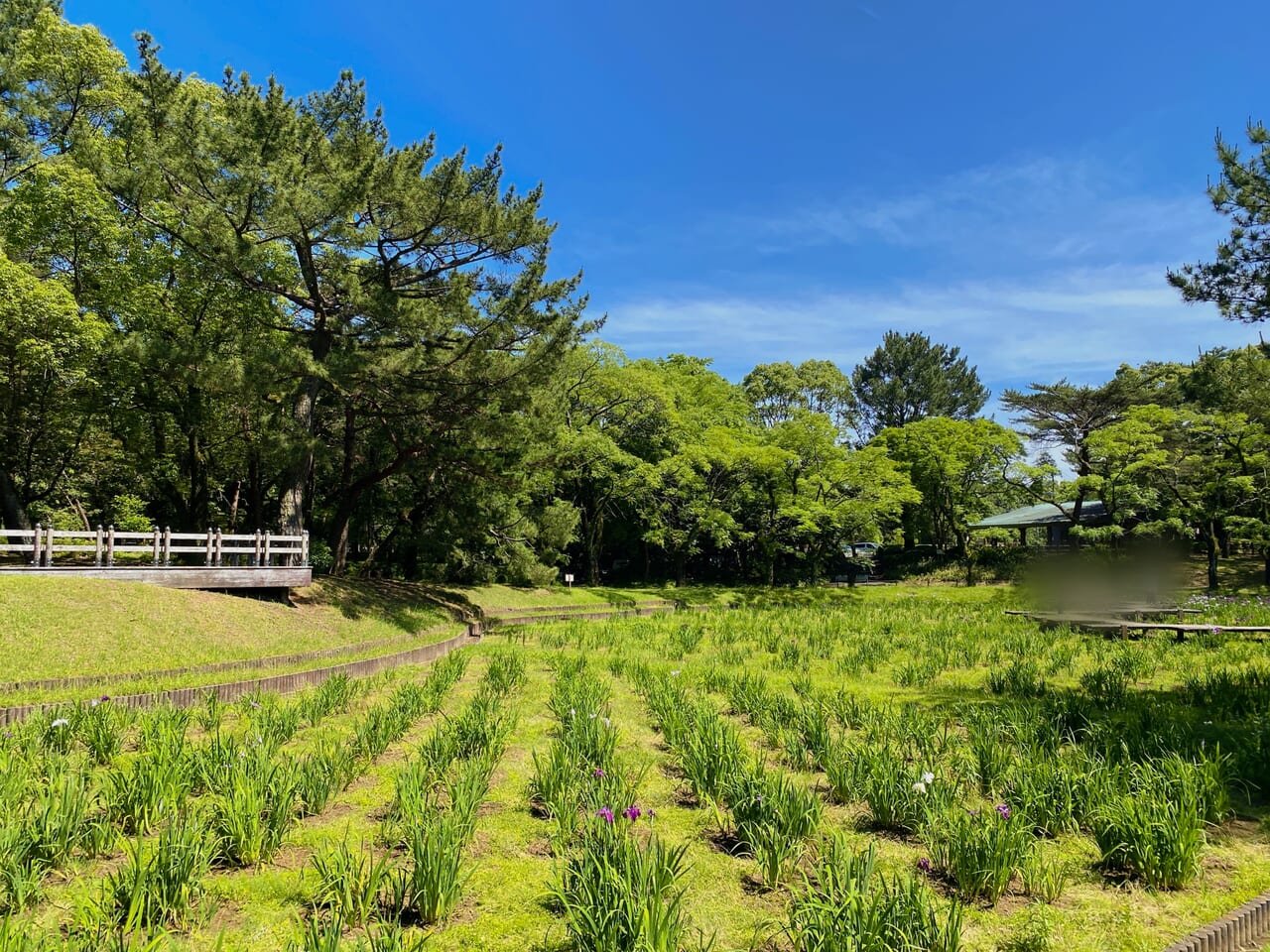 宮崎市イベント 阿波岐原森林公園 市民の森 第47回 はなしょうぶまつり 画像1