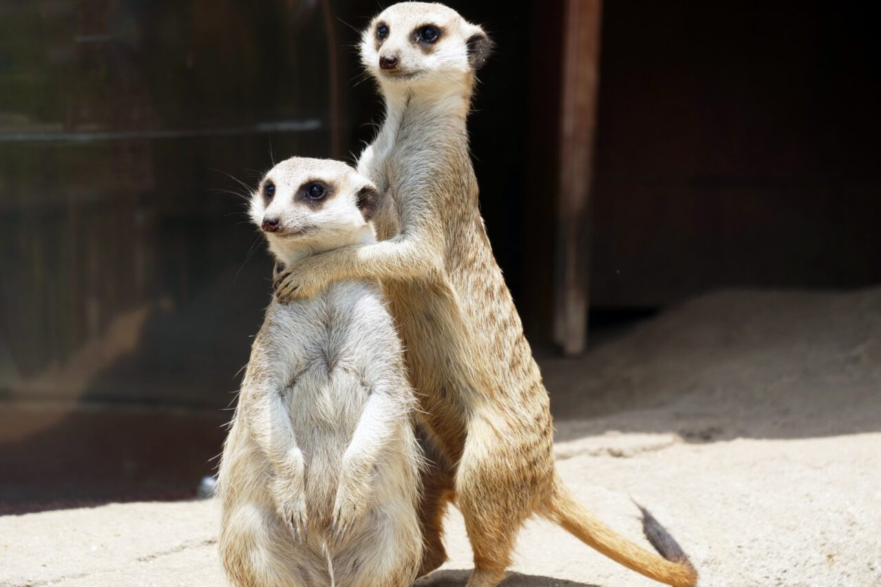 ミーアキャット