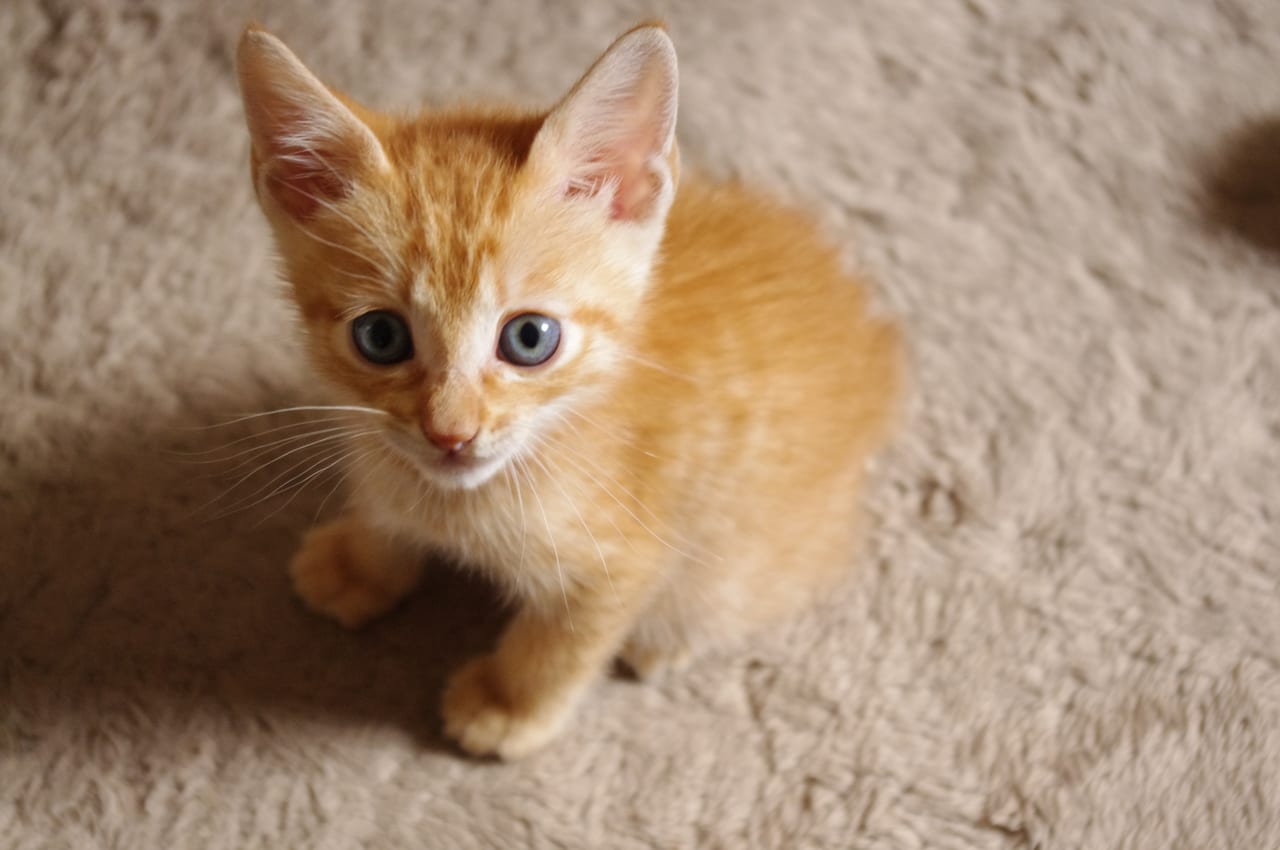 子猫