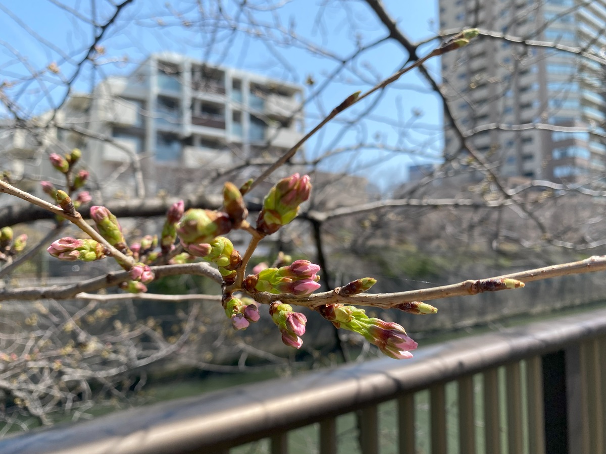 目黒川の桜は1～2割ぐらい開花というところ