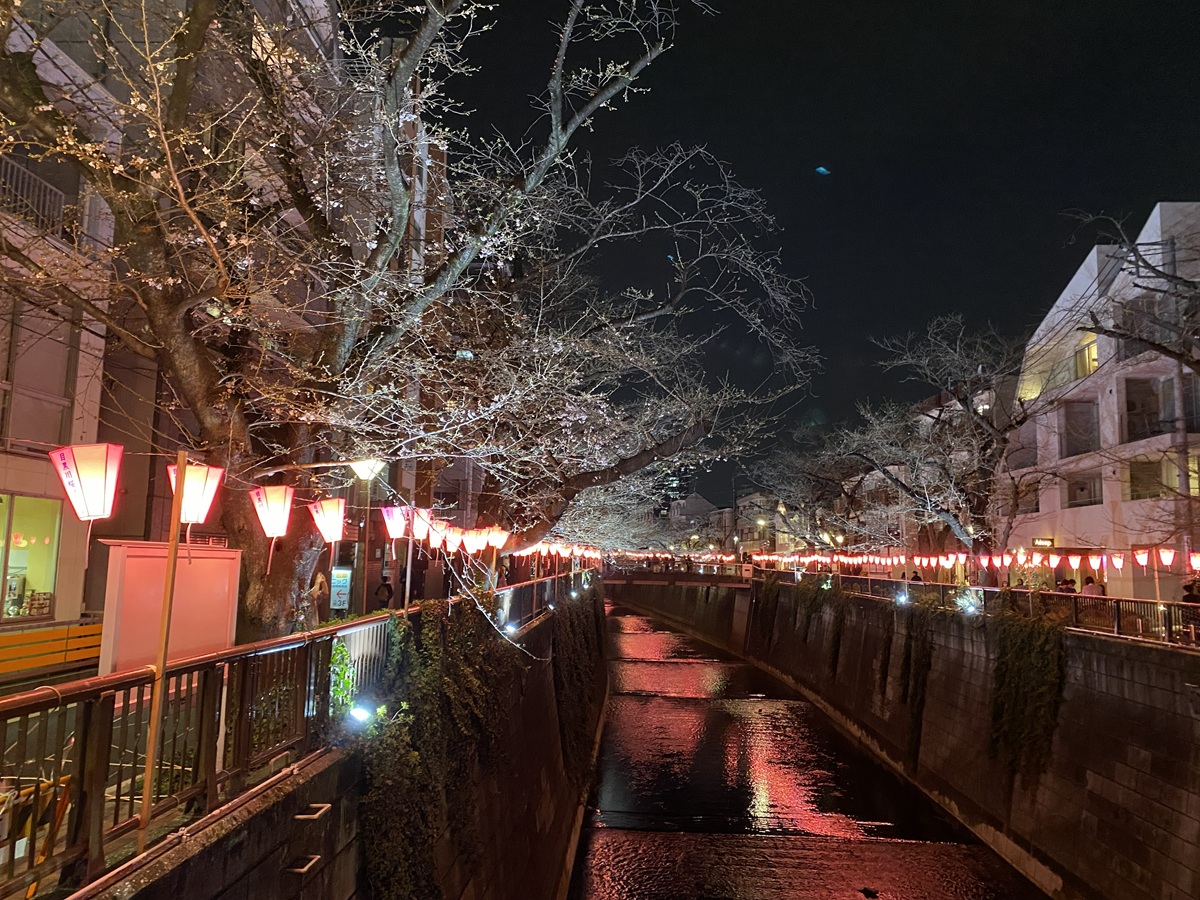 中目黒の夜桜ライトアップ