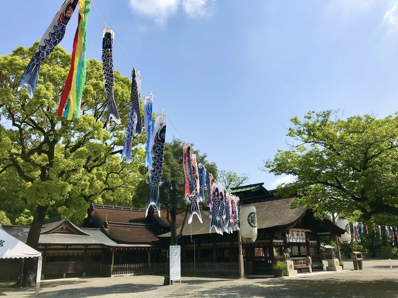 拝殿の左右にずらっと鯉のぼり