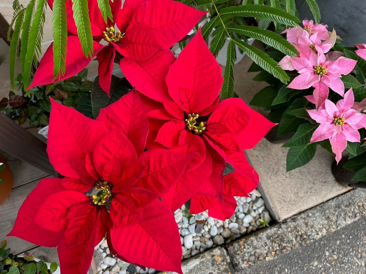 ポインセチア花屋