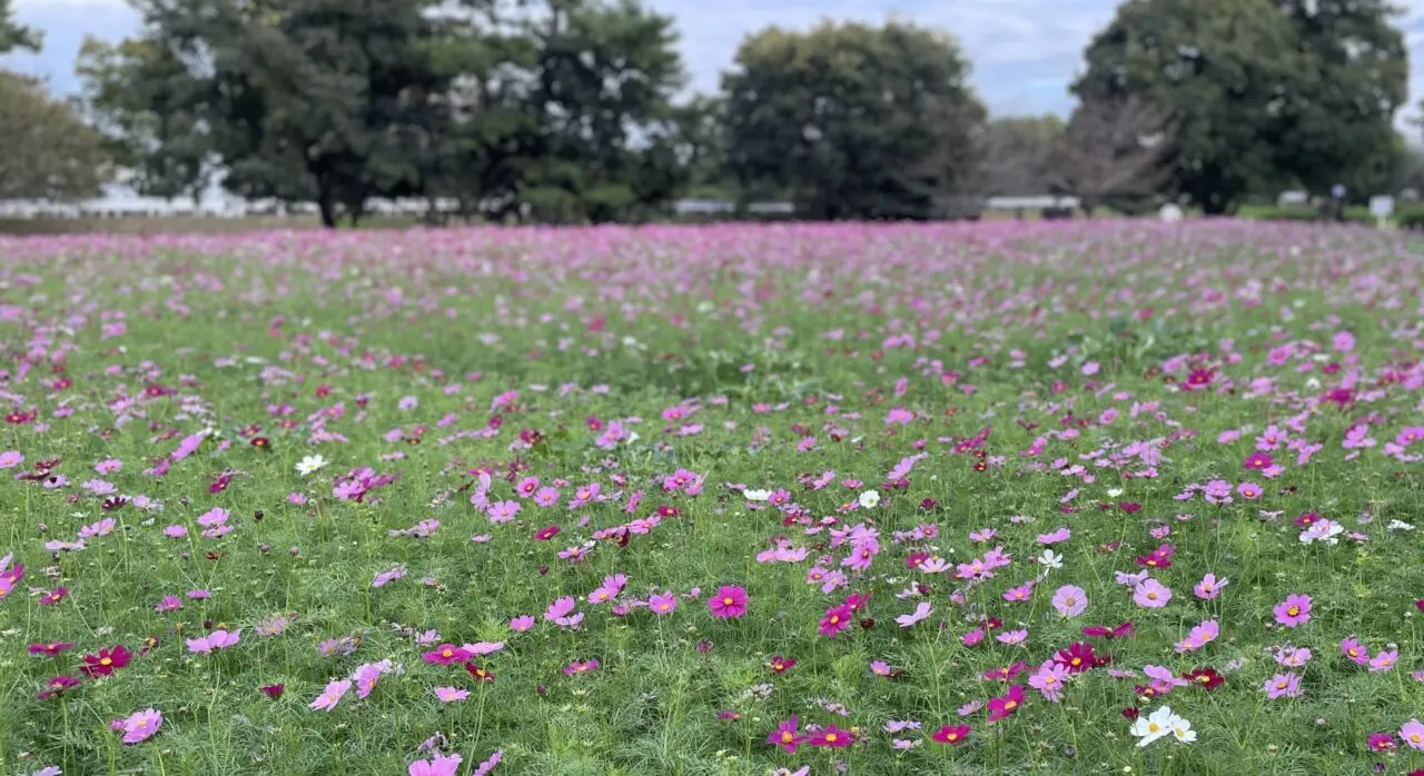 武庫川髭の渡しコスモス園 コスモス全景２