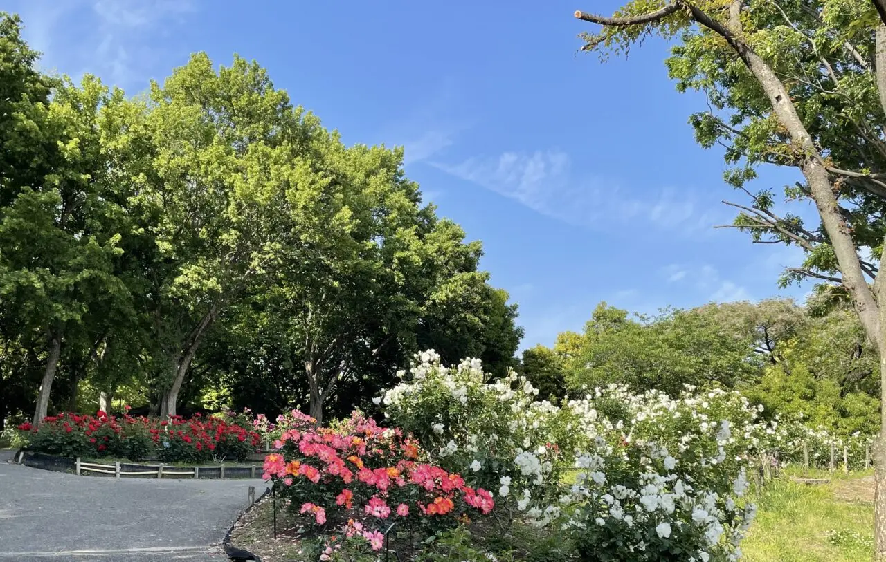 Muko Festa会場　大井戸公園３