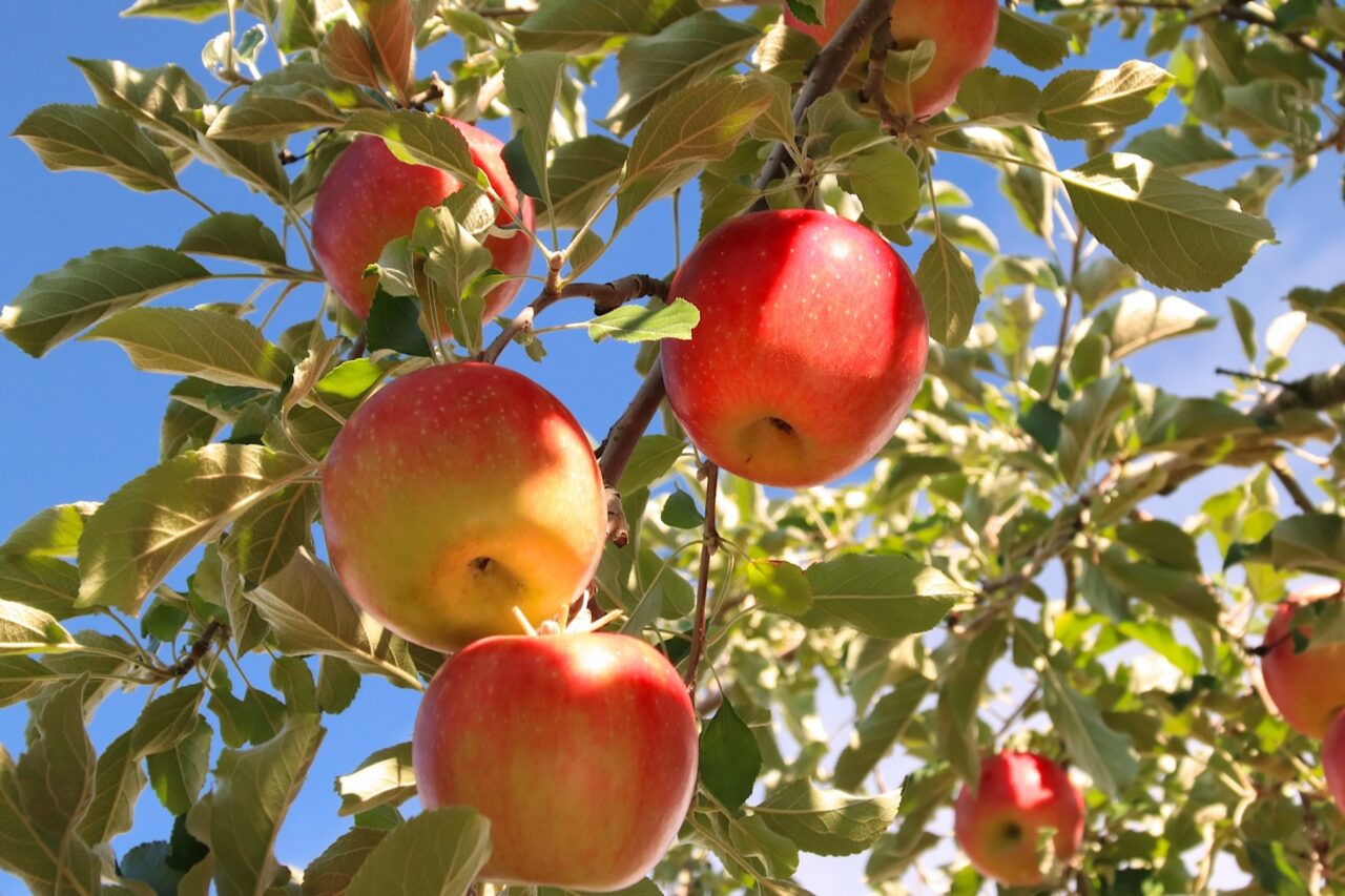 尼崎市】人気の収穫体験シリーズが秋にも！アマドゥ「りんご収穫体験