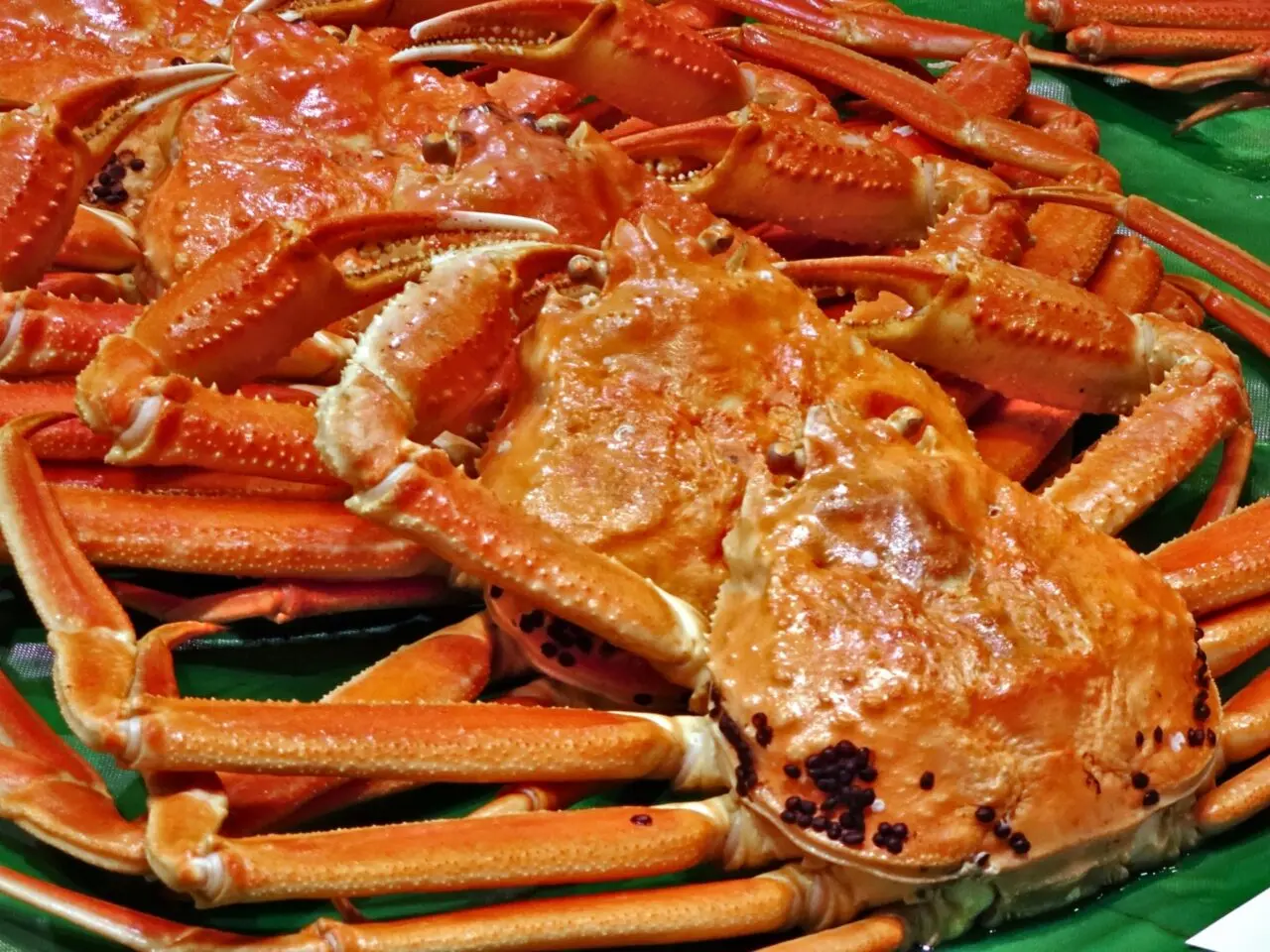 ズワイガニ　イメージ