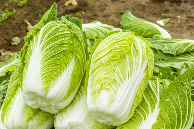 冬野菜 白菜イメージ