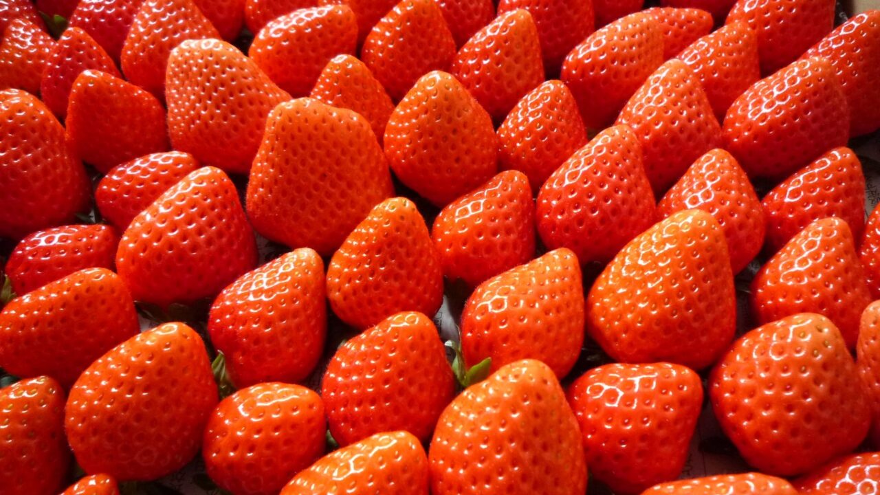 いちご　イメージ