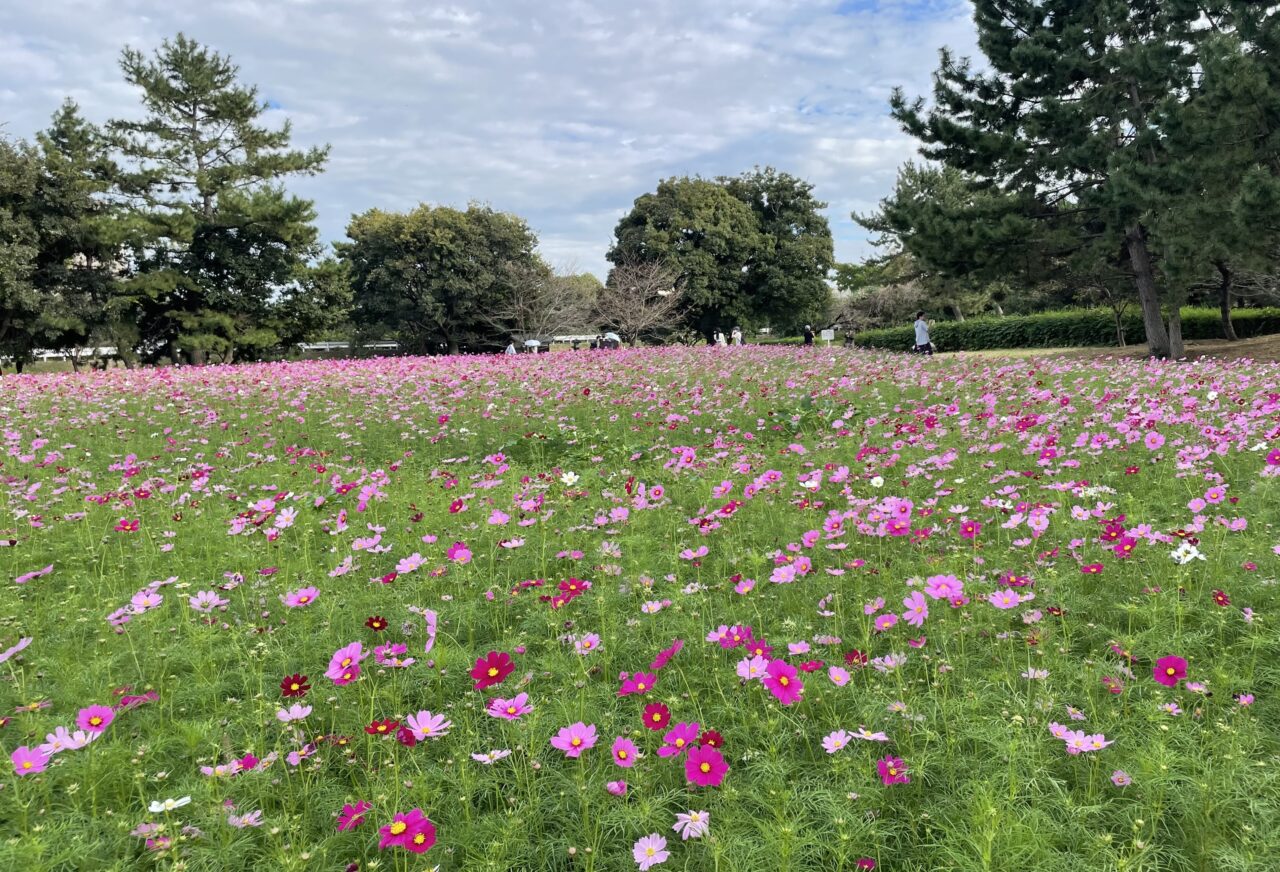 コスモス園２