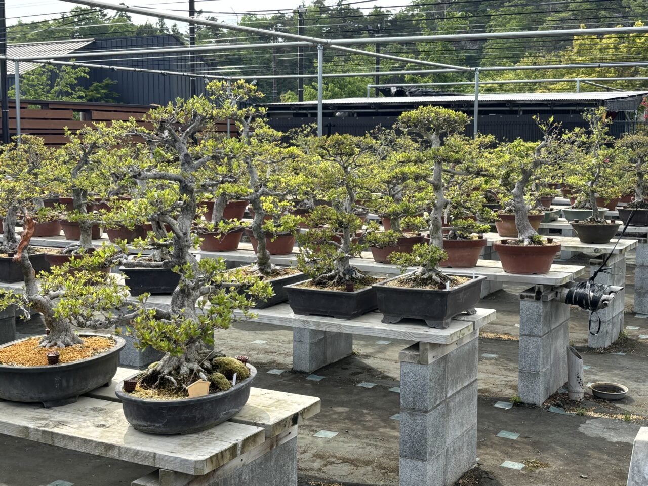 奥松島クラブハウス　盆栽
