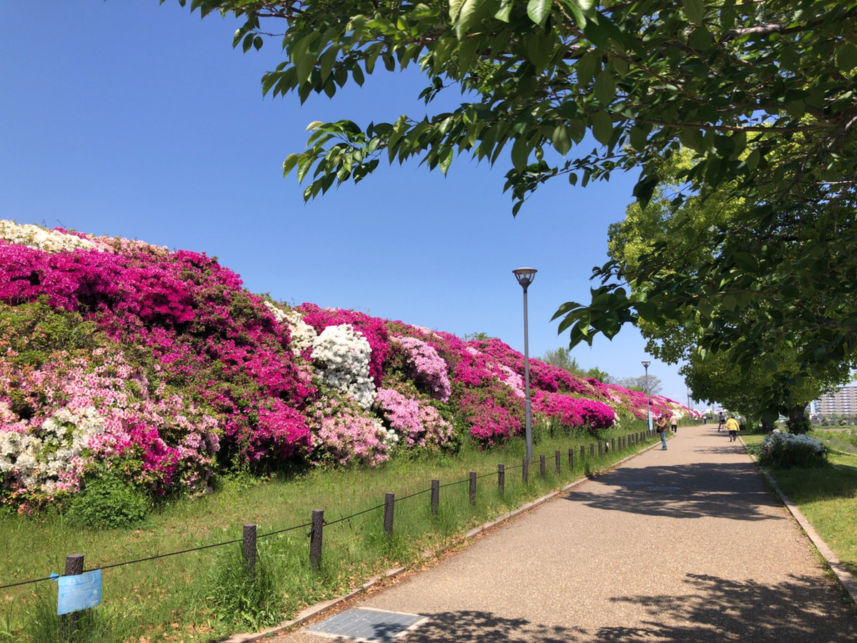 堺市 浅香山つつじまつり は中止になりましたが大和川河川敷では今年も満開のつつじをご鑑賞いただけます 号外net 堺市北区 東区 美原区