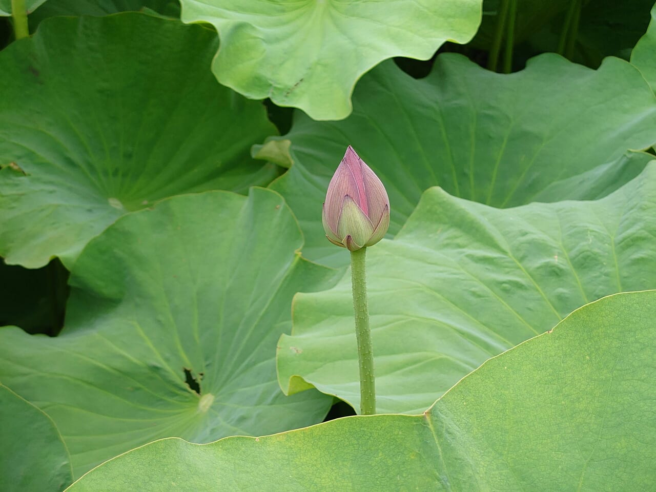 蓮