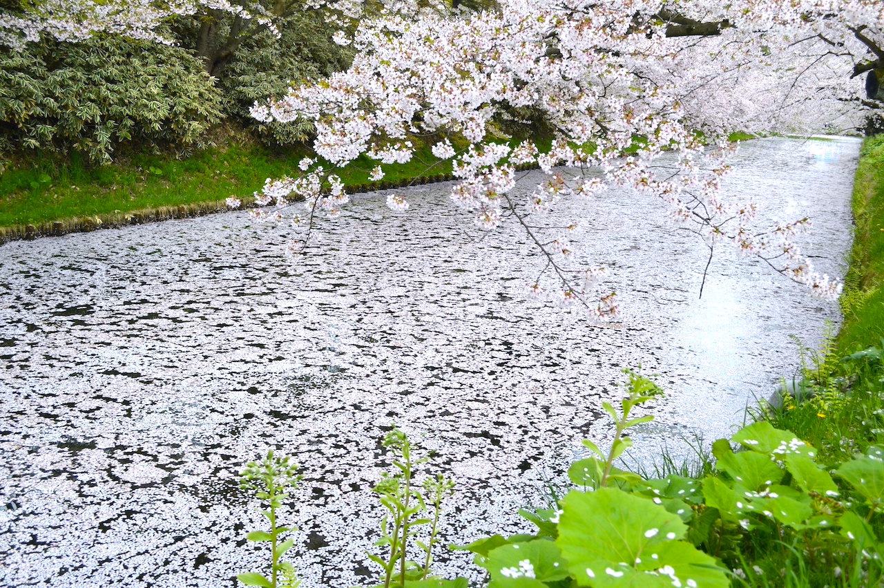 花筏