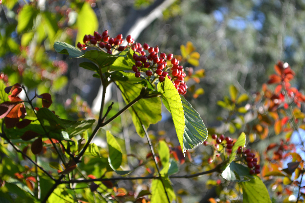 紅葉と秋