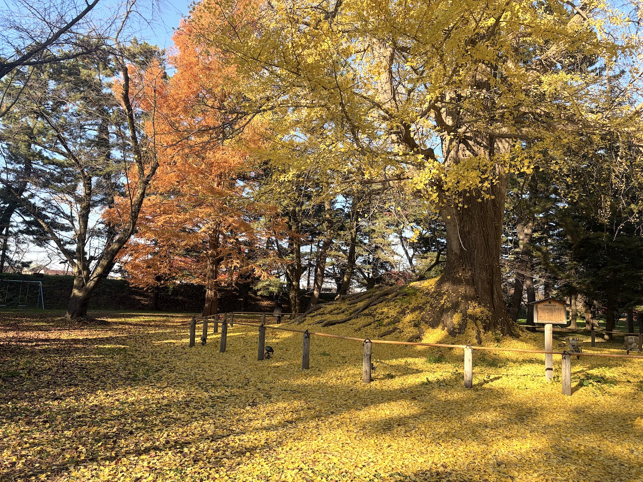 弘前公園銀杏