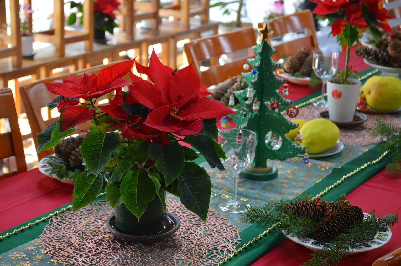 冬の室内植物展