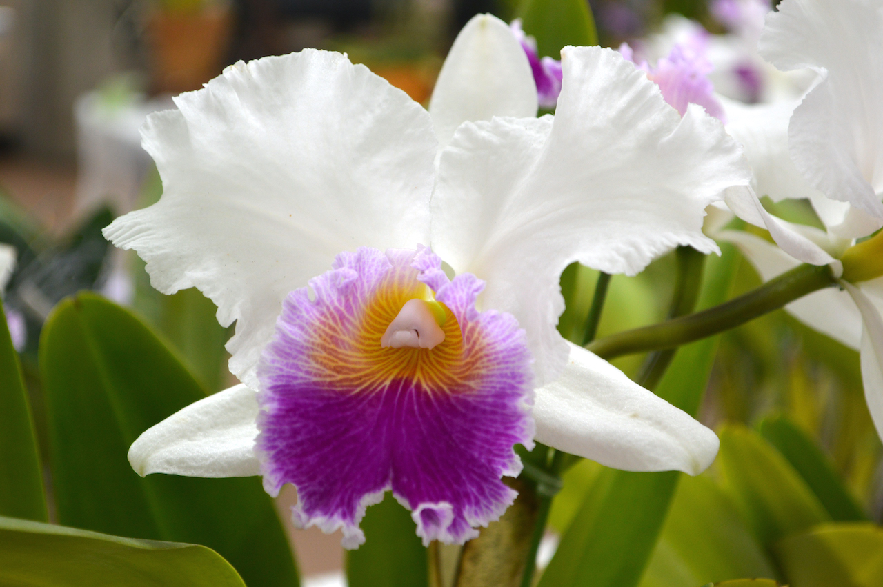 弘前市】弘前市民会館 大会議室で、弘前城愛蘭会による「弘前らん展