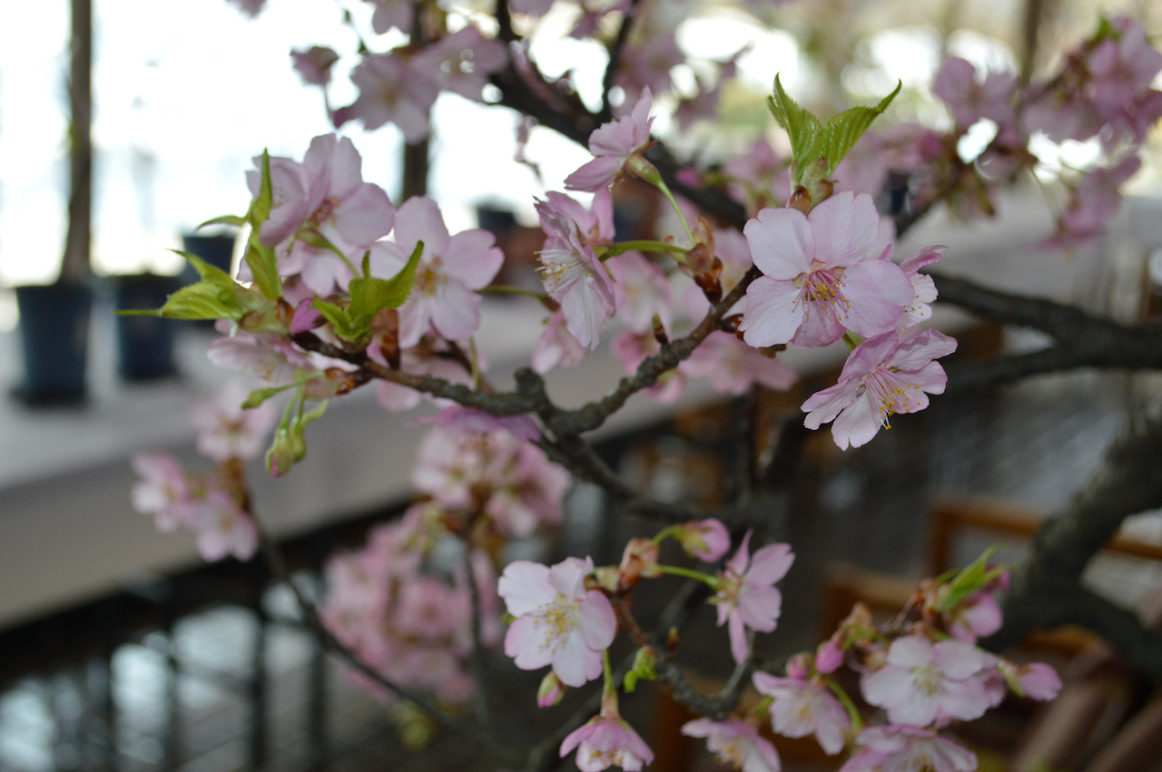 桜の花展