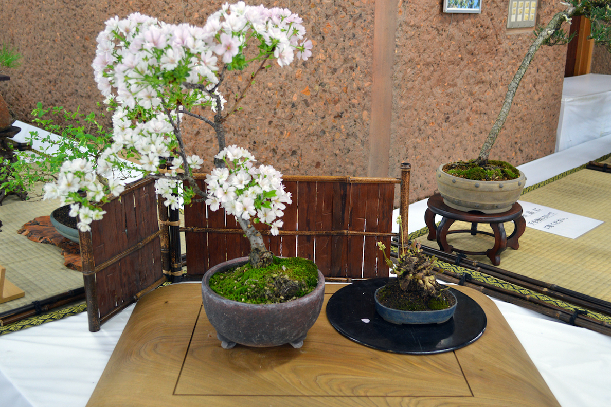 盆友会 春の盆栽展