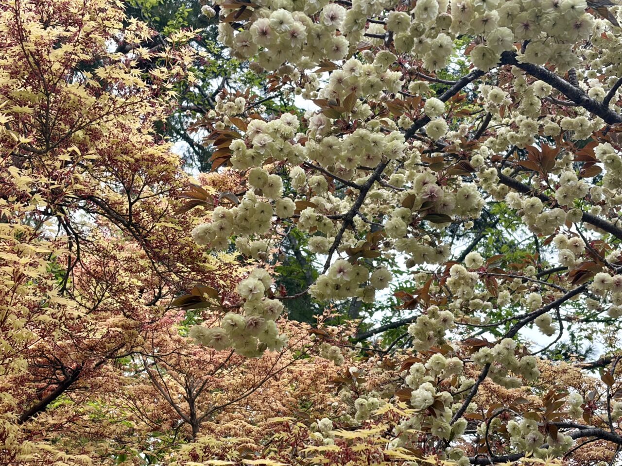 桜