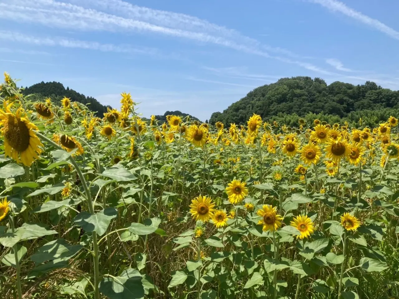ひまわり