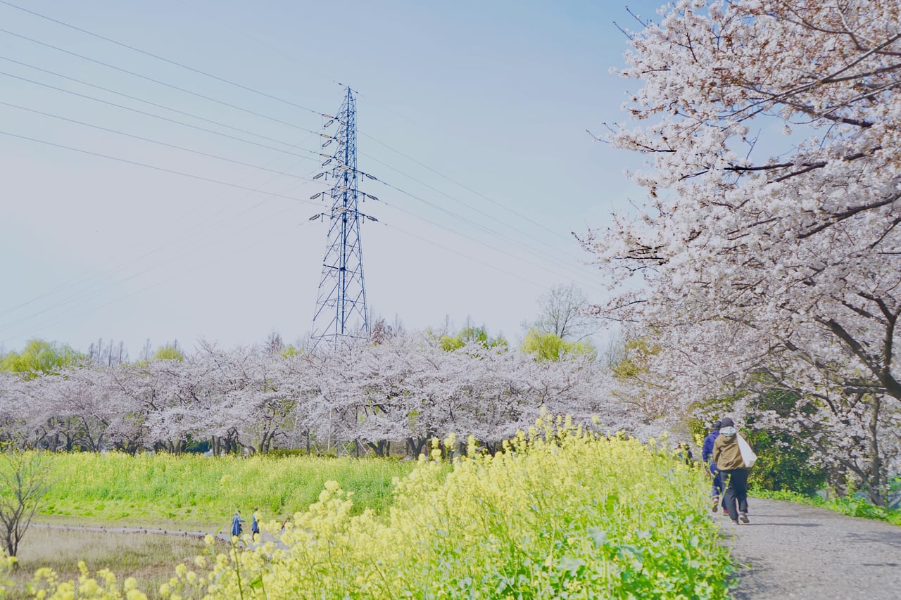 三橋総合公園の桜並木