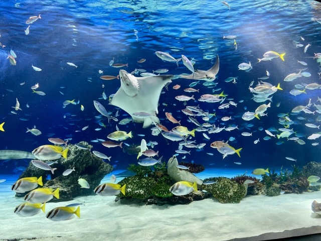 水族館