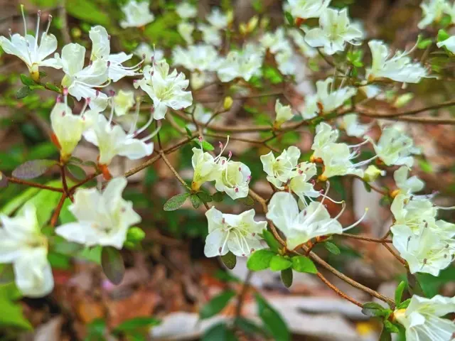 シロバナウンゼンツツジ