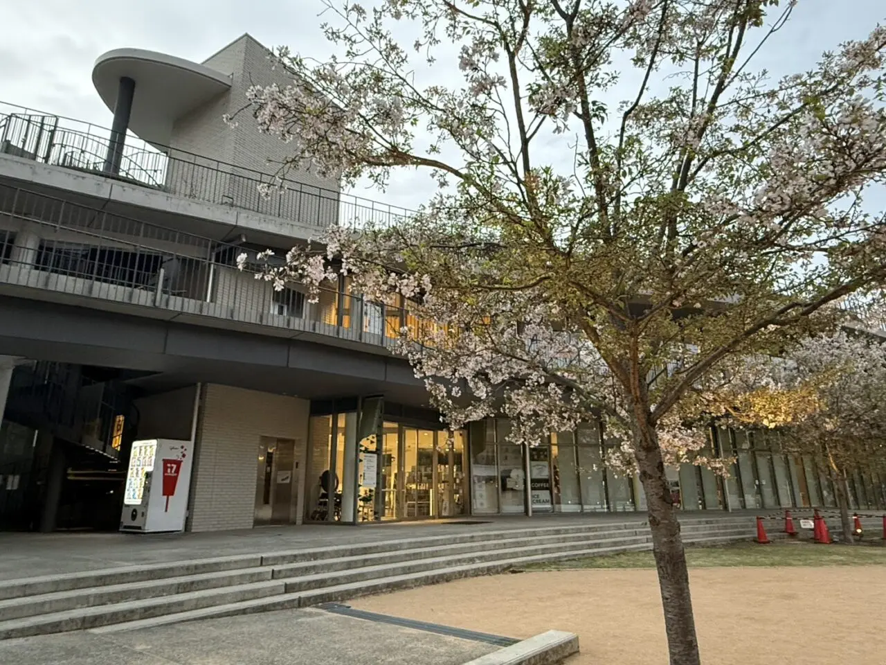 芸術文化センターと桜
