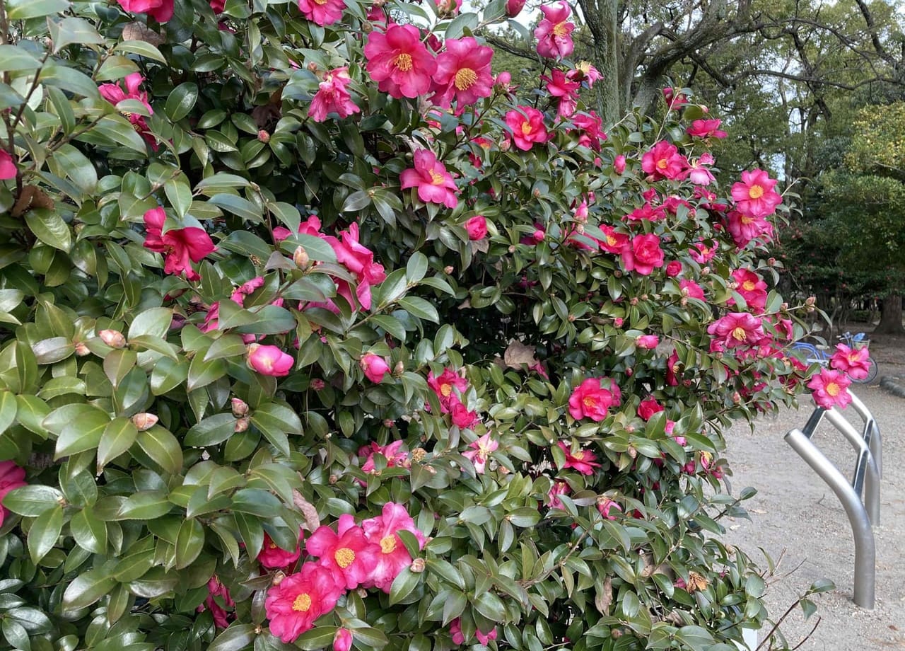 鶴舞公園のツバキとサザンカ