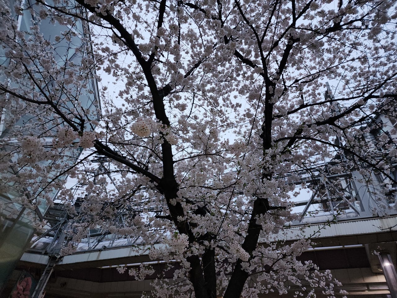 新京極桜