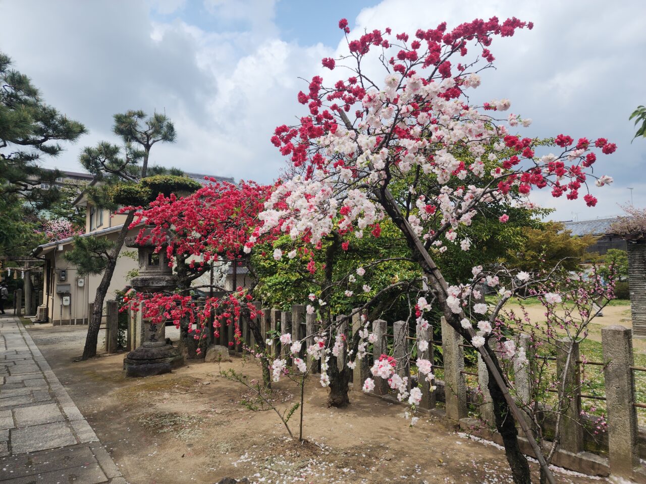 西陣の桜