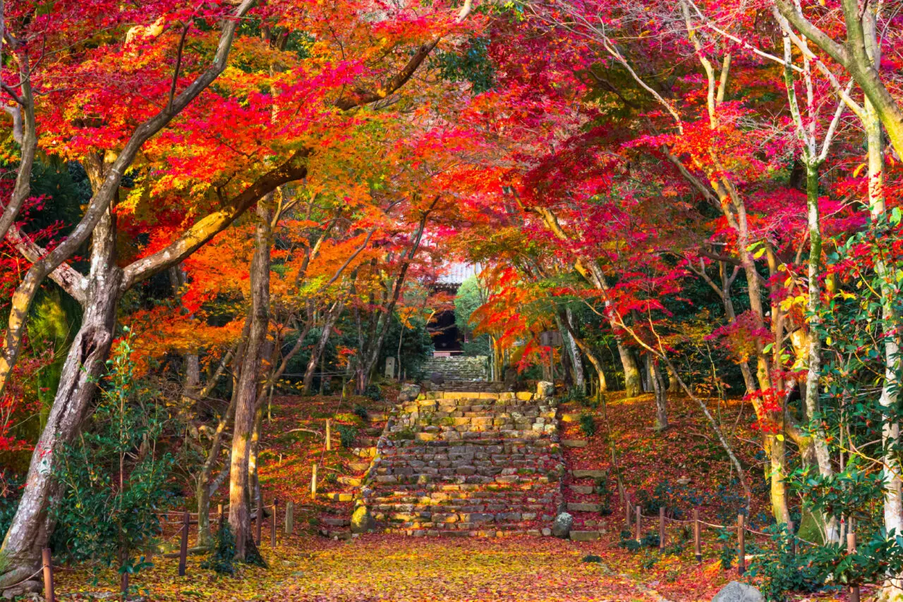 西山紅葉
