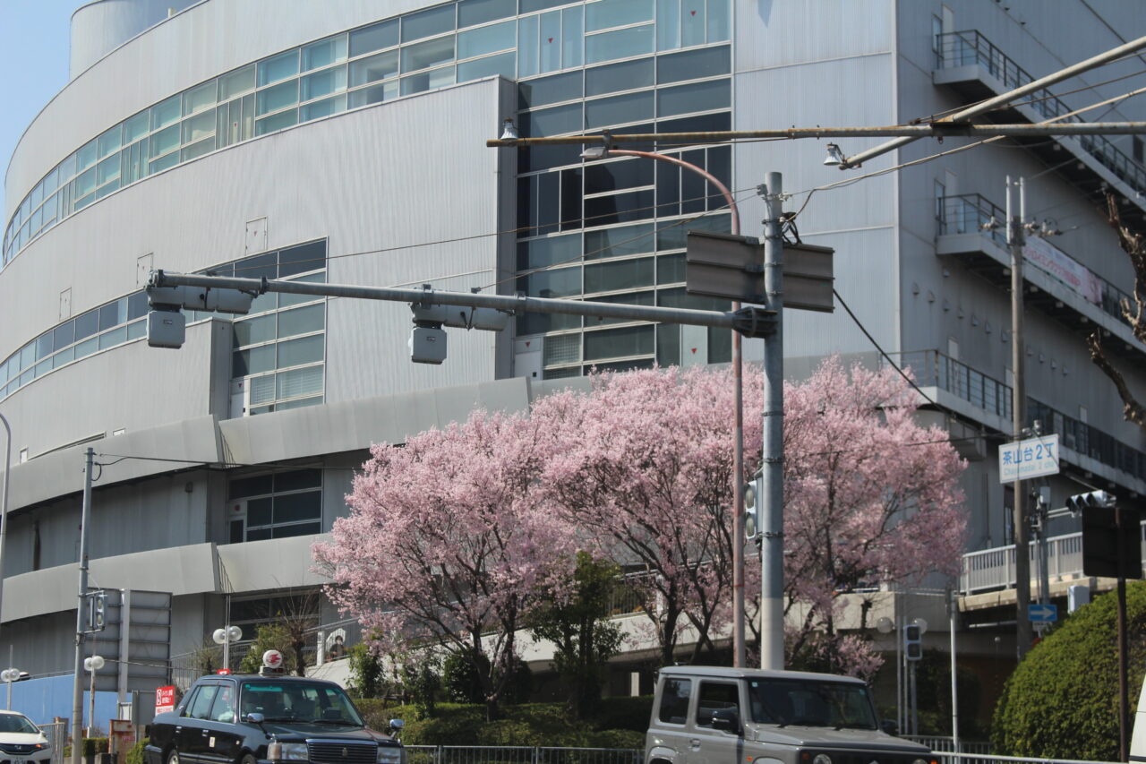 panjobigbangsakura