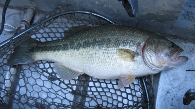 blackbassgairaigyosakana