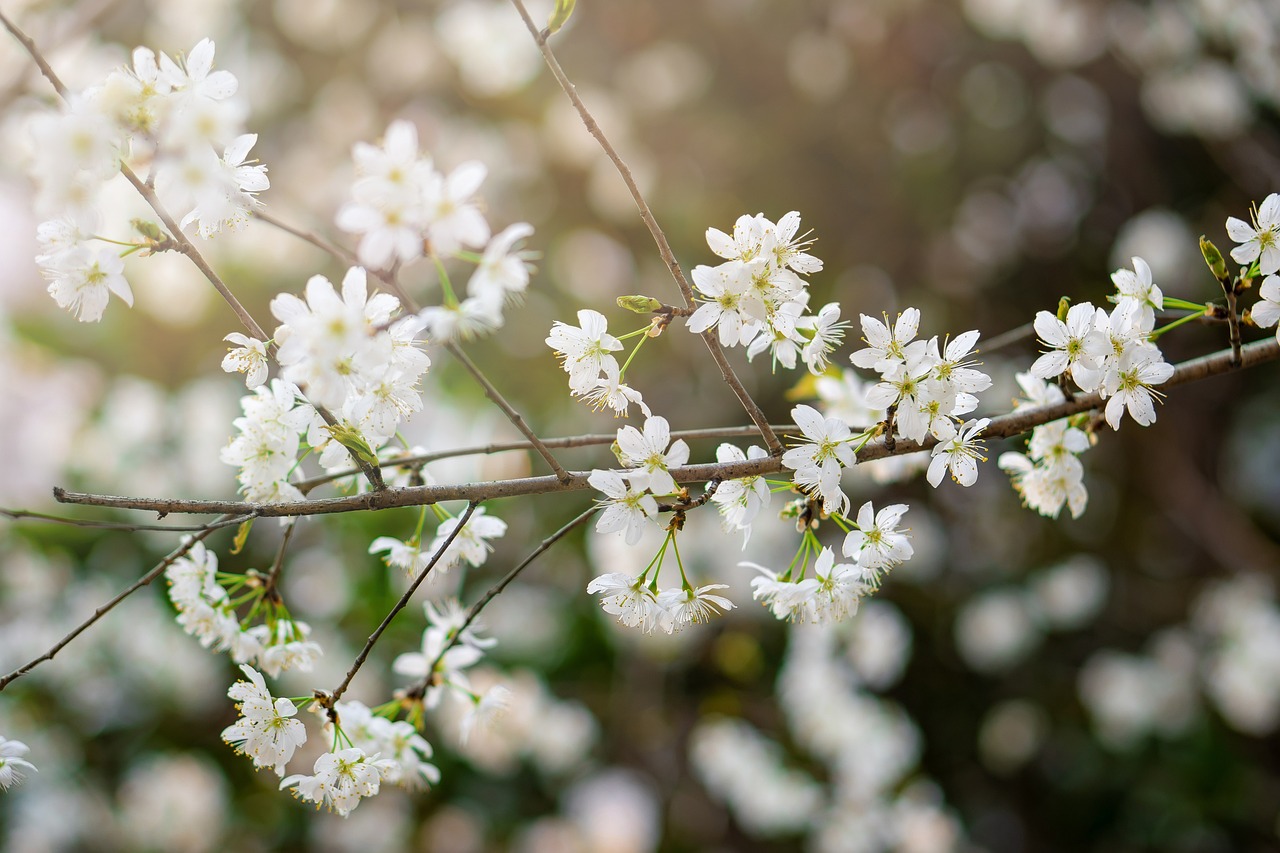 flowerhana