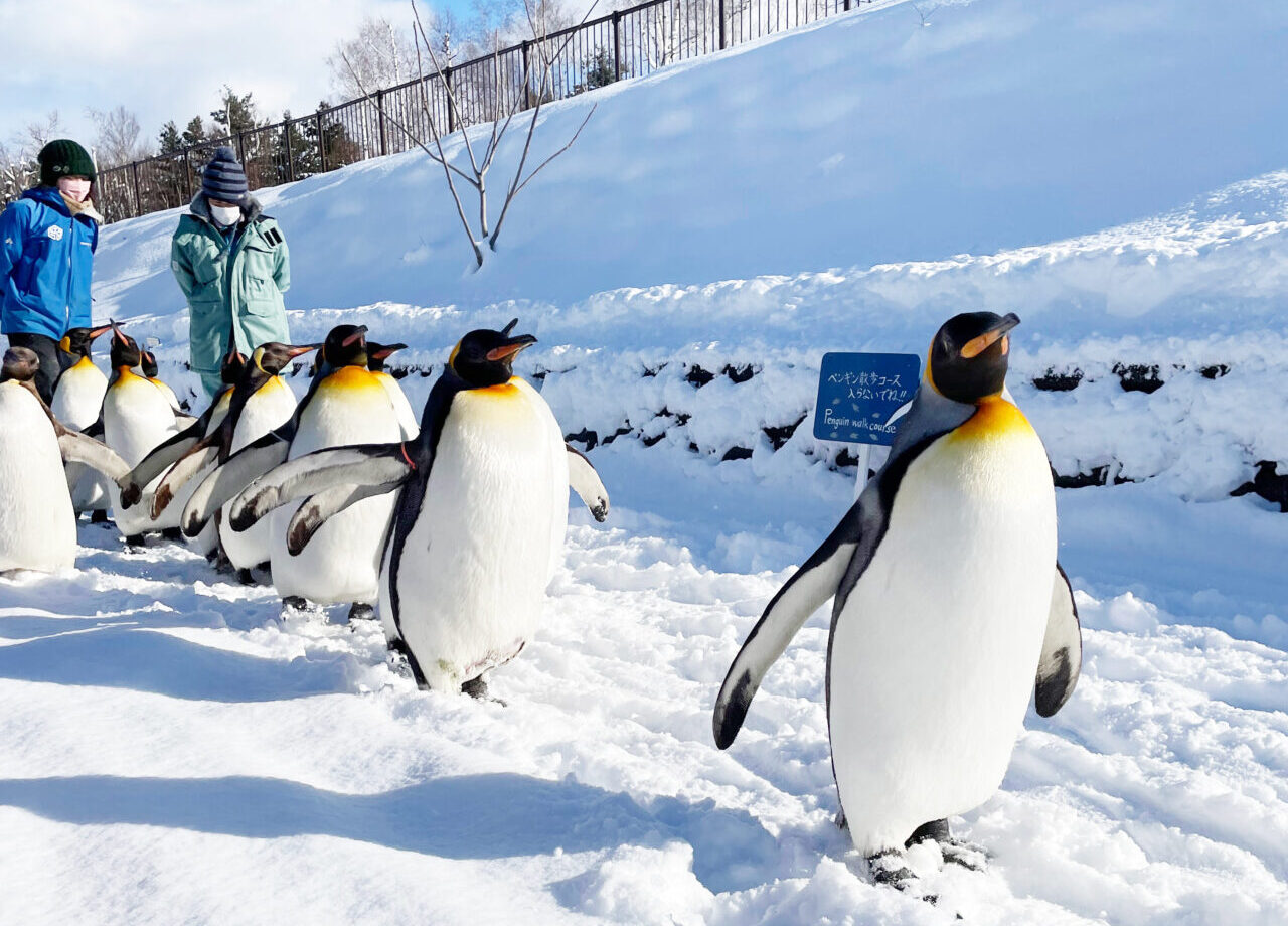 旭山動物園　ペンギンのお散歩