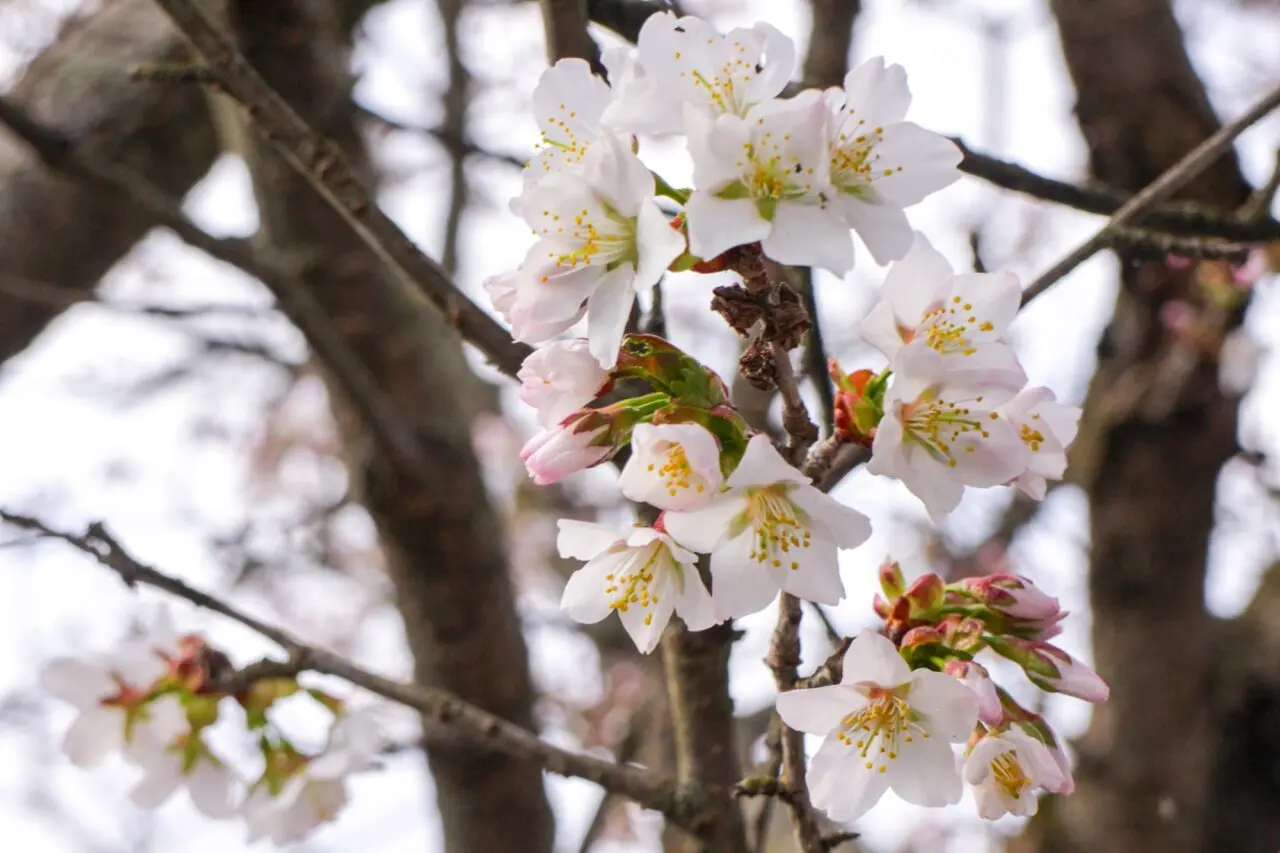 チシマザクラの写真