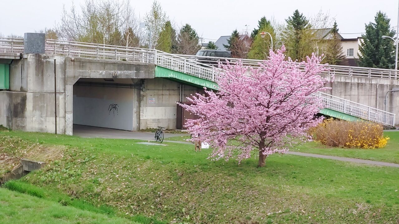 旭川の川辺の桜