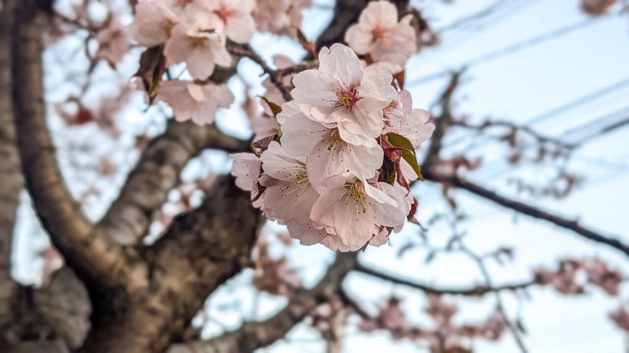 大成市民センター前の桜の木