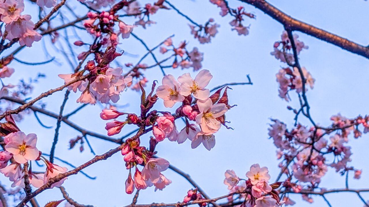 常磐公園の桜