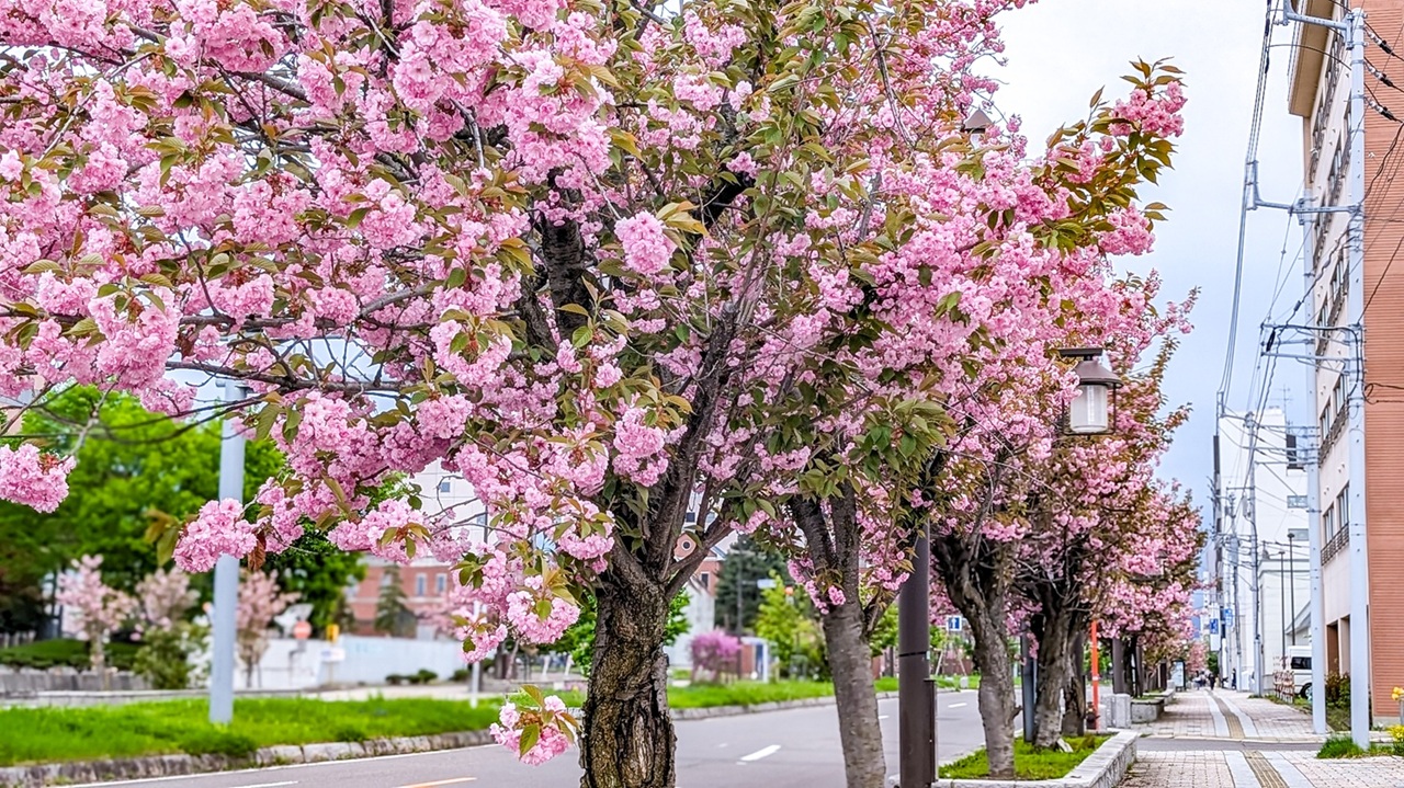 市役所の八重桜